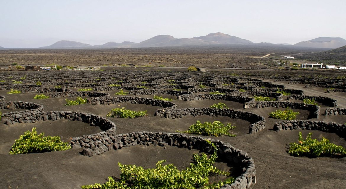 Vins Extrêmes, la viticoltura eroica torna protagonista Vins Extrêmes