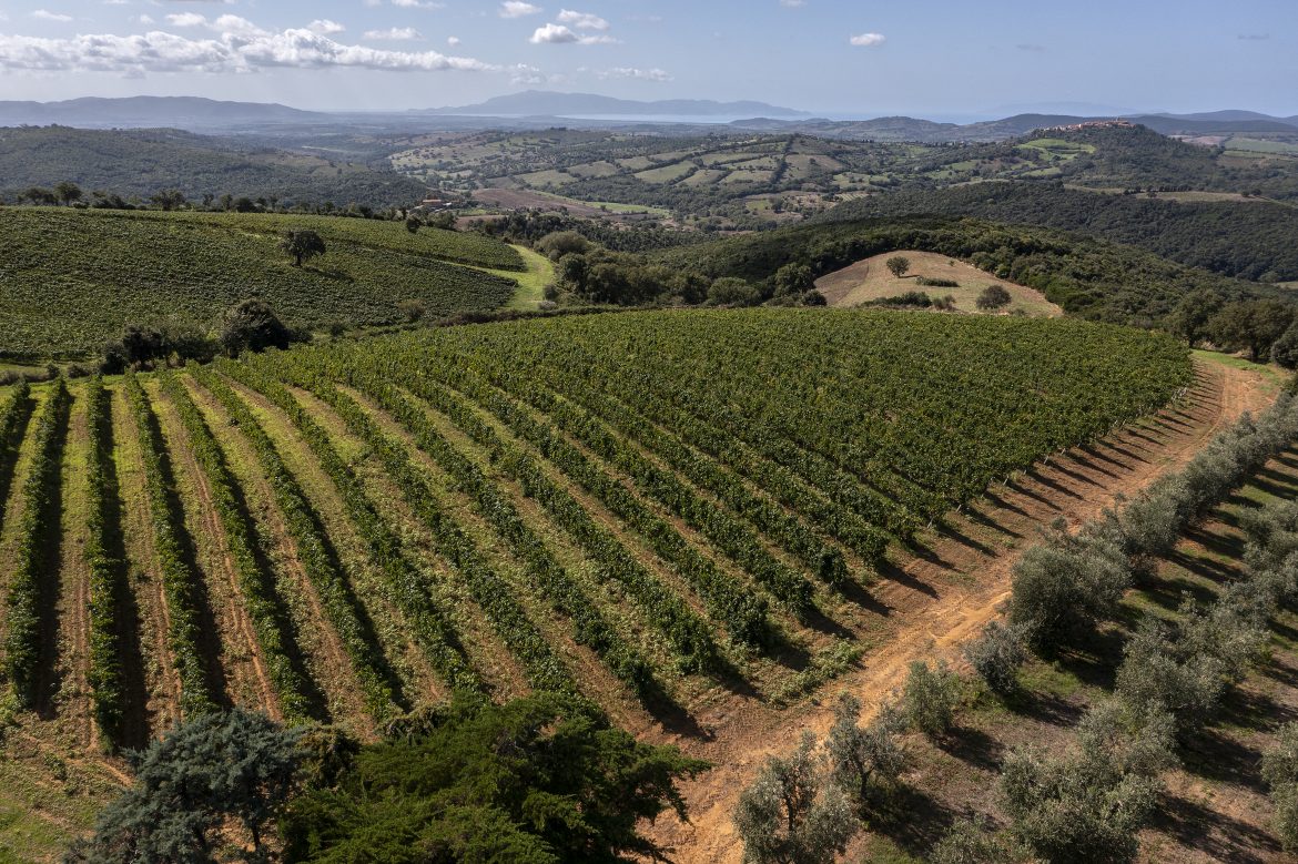 Il Morellino di Scansano e l’Alchimia tra il Sangiovese e il Mare