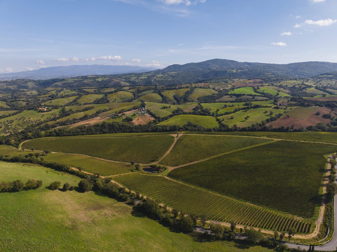 Vini Maremma Toscana: “Tagliare le rese non basta.”