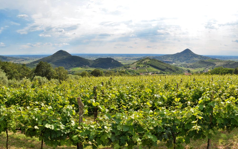 Al via la Vendemmia sui Colli Euganei