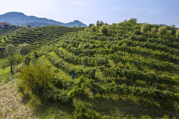 Consorzio Vini Asolo Montello Vendemmia 2026