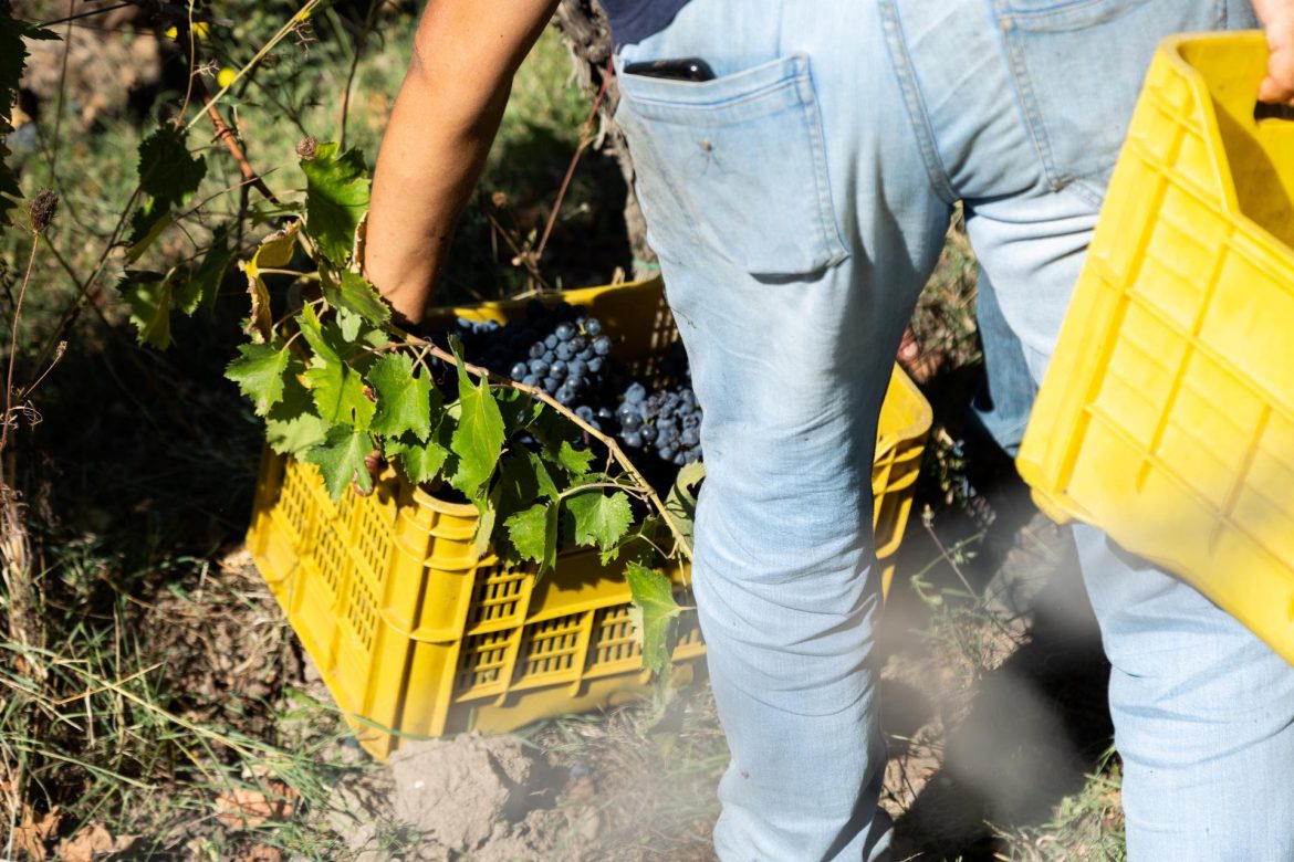 Parte la vendemmia 2026 in Maremma Toscana