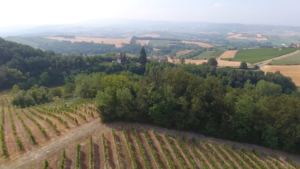 Consorzio Colli Tortonesi: vendemmia in anticipo e di qualità