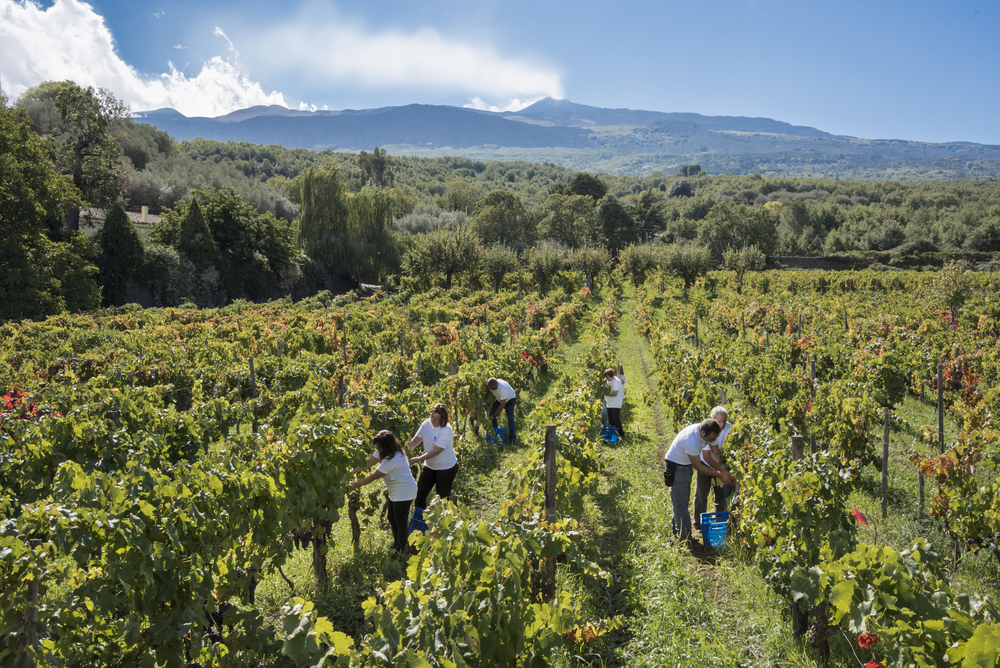 La vendemmia 2026 dell’Etna DOC
