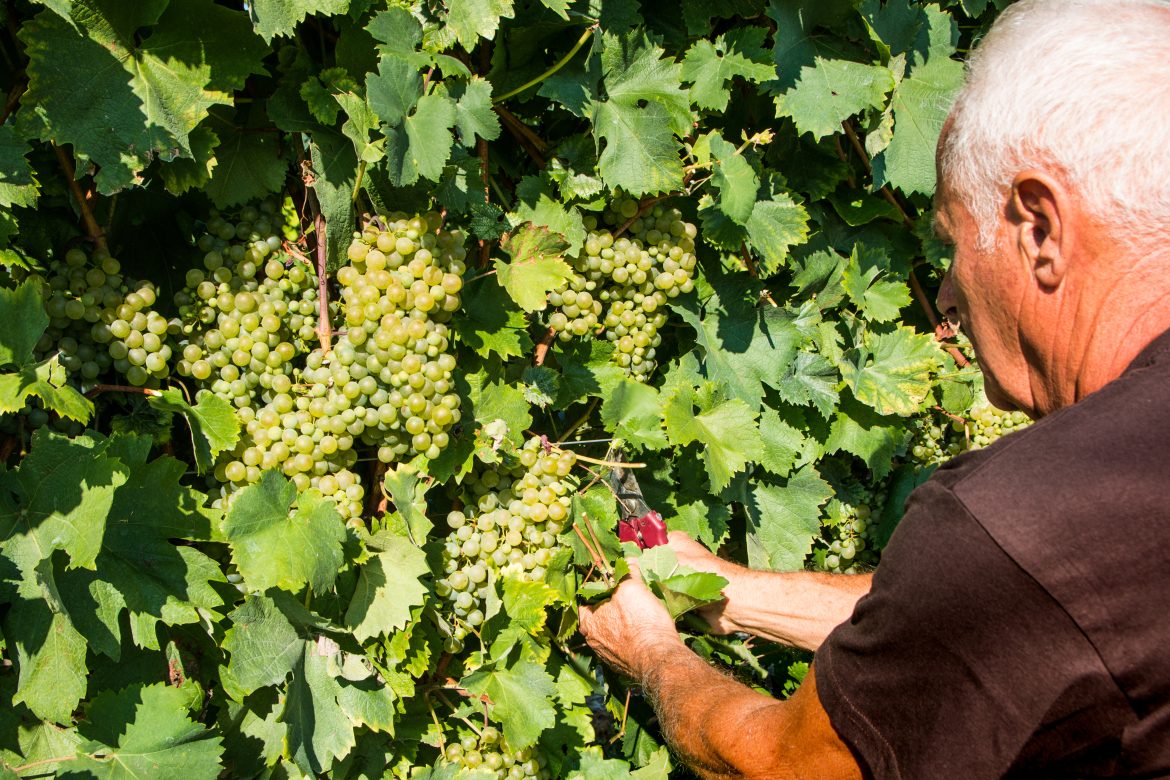 Cantina Rauscedo vendemmia 2026