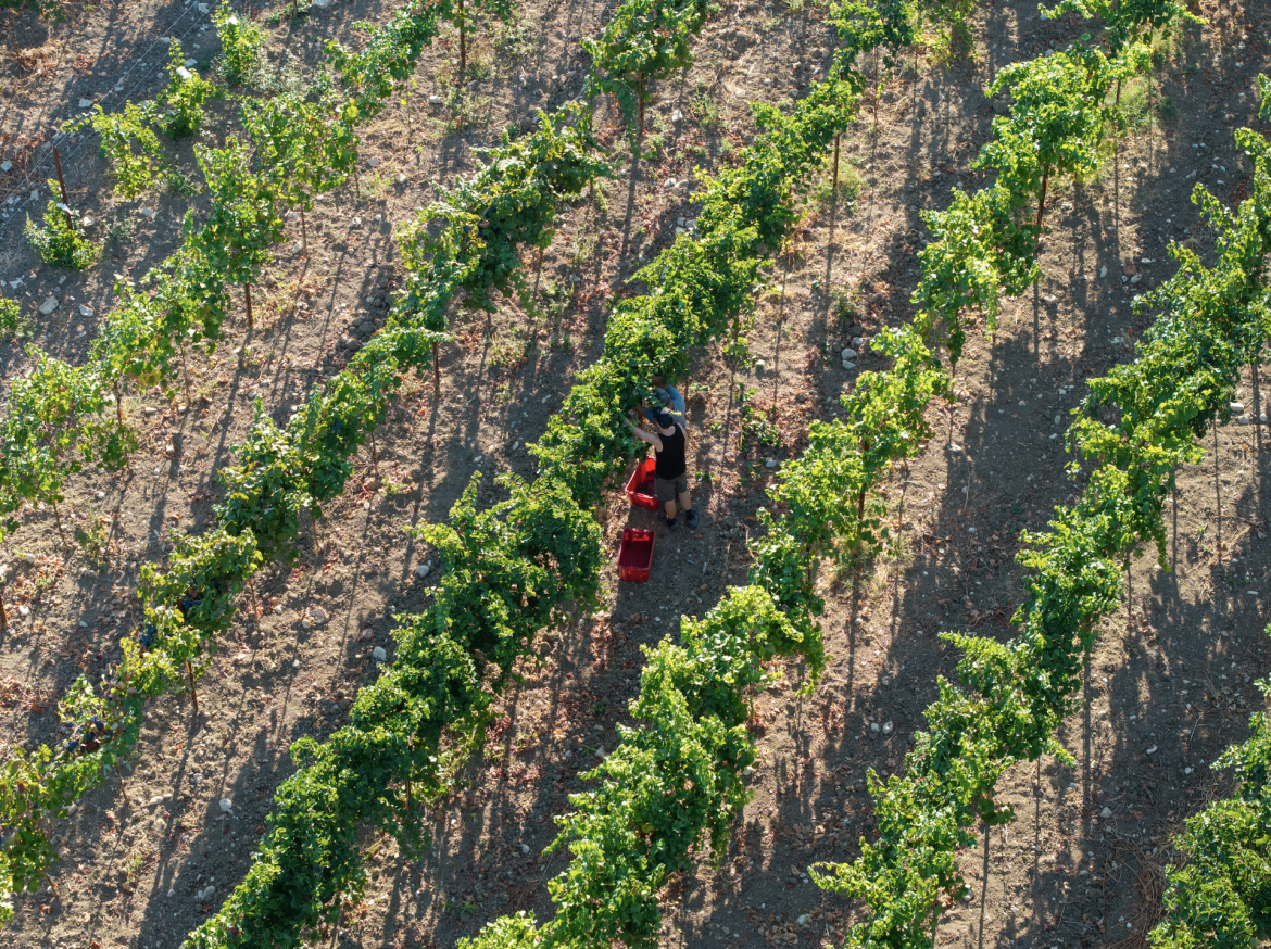 Conclusa la prima vendemmia Piwi d’Abruzzo