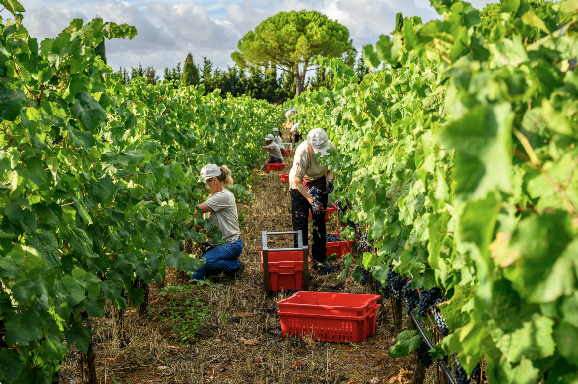 Monteverro l’equilibrio prima di tutto