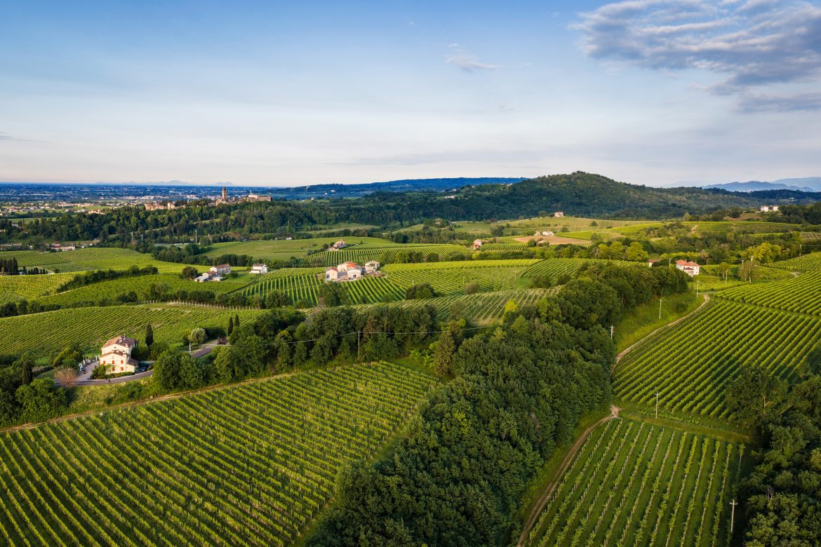 Colli di Conegliano DOCG al via la vendemmia 2026