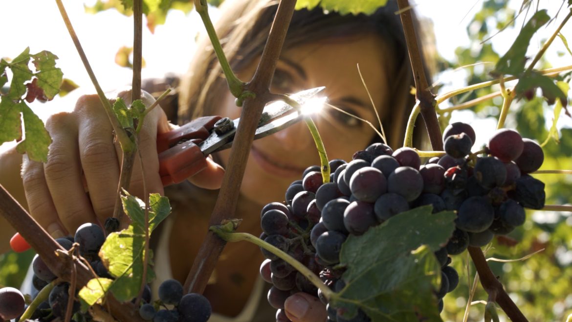 Il Brachetto sfida il caldo